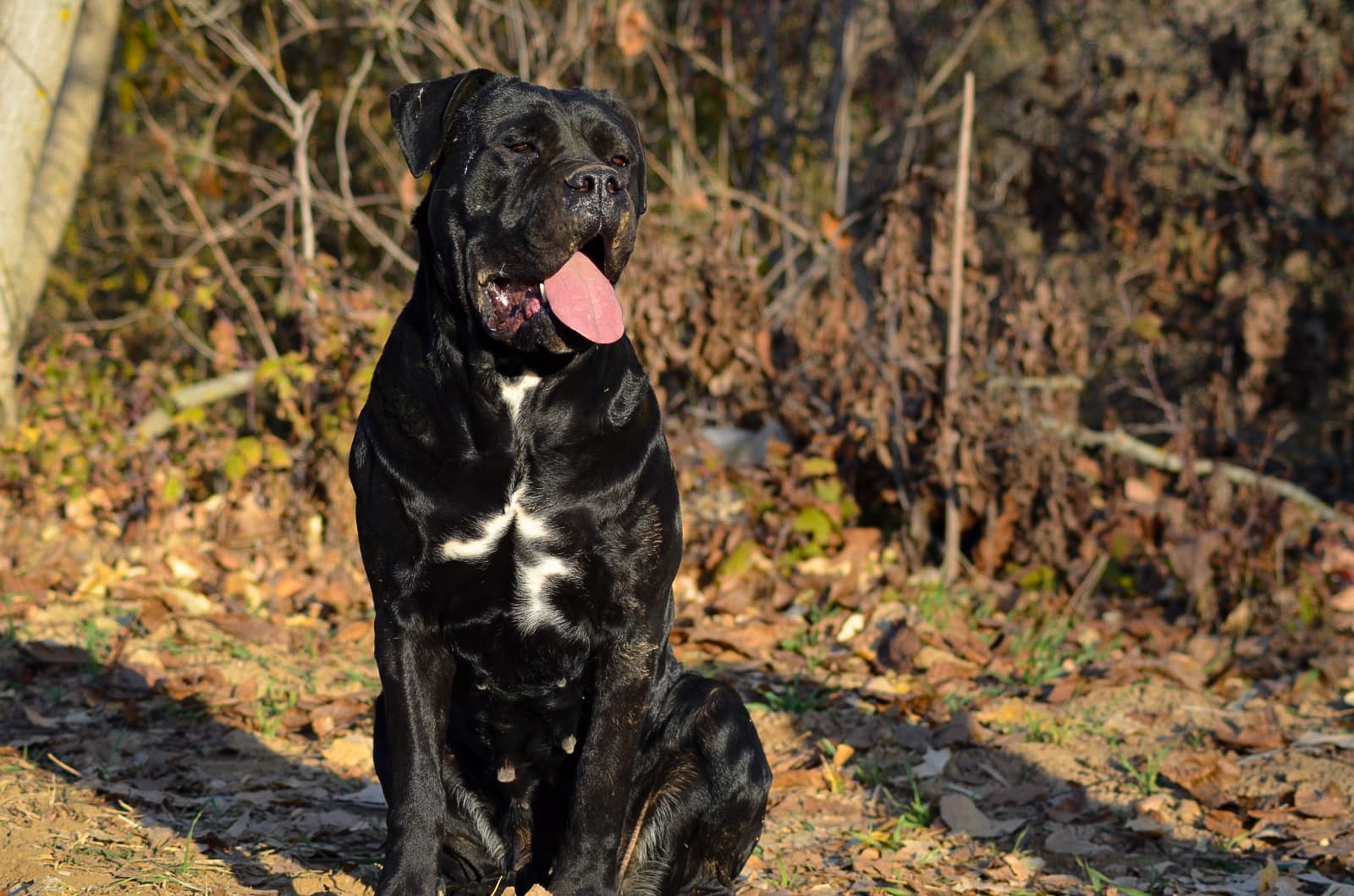 Beklenen Doğum adlı cane corso köpeğin görseli